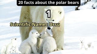 20 Facts about polar bears