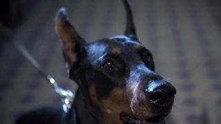 dog scary