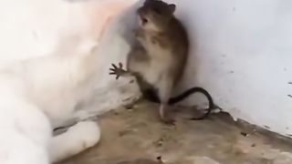 funny video 417