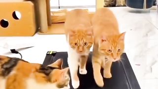 Funny Cat Viral Video 81