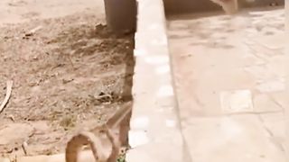 Unpredictable animals