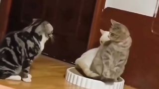 Funny Cat Viral Video 82