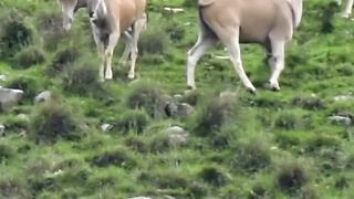 Very nice animals life ❤️❤️❤️❤️❤️❤️❤️❤️