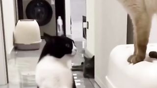 Funny Cat Viral Video 83
