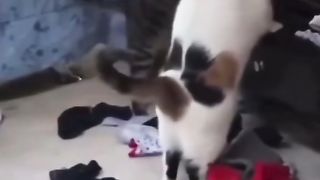 Funny Cat Viral Video 84