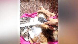 Try Not To Laugh ???? Funniest Cats and Dogs 2023 ???????? Part 6