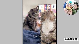 Funniest Cats and dogs || New Funny animal videos 2023 ||????????