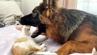 German Shepherd Wakes Up Kittens