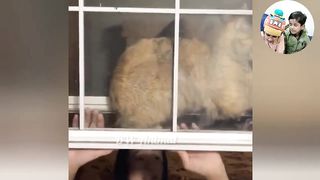 Cutest Cats and Dogs ???????? New Funny Videos 2023???????? part 33