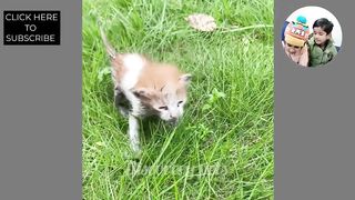 New Funny Animals 2023???? Funniest Dogs And Cats Videos????????Part 04