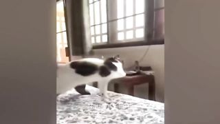 New Funny Animals 2023 ???? Funniest Cats and Dogs Videos ???????? Part 1