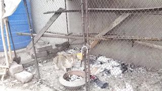 Cat attack on my pigeons