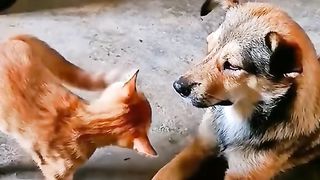 Funny Cat Viral Video 85