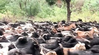 Kambing 2