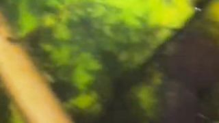 Salah satu FAKTOR kualitas bibit lele JELEK adalah kurang asumsi pakan cacing sutera saat masih larva