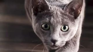 koshka krasavica