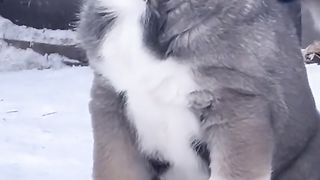 Алабай пупс