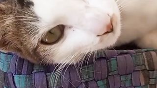 Kucing tidur di kardus