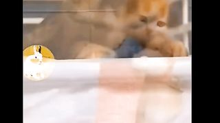 A collection of funny animal videos that make you laugh out loud go viral#fyp