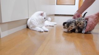 The kitten approaching the daddy cat to play with him was so cute.