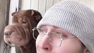 шарпей мампей