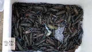 Australian Redclaw Crayfish Farming 101 and Sample Profit Computation