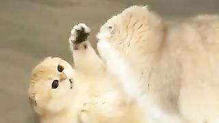 Funny Cats Videos ???? Baby Cats - Funny Animals Videos | Cute and Funny Cats Videos Compilation 2