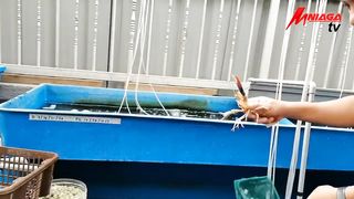XN2011 XplOrasiNiaga_ Cara Dan Teknik Mudah Ternak Lobster Air Tawar LAT Jana Pendapatan Berbaloi