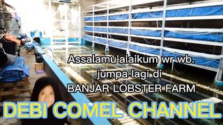 OOPS'''TELAT UPLOAD BUDIDAYA LOBSTER HASILNYA_