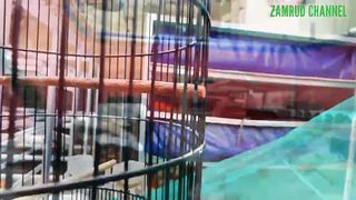 Solusi Lahan Sempit Kolam Apartmen❗Budidaya Lobster Air Tawar