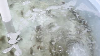 Panduan Praktis dan Peluang Bisnis Budidaya Udang Galah