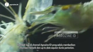Cara Budidaya Udang Galah untuk Pemula, Mudah dan Menguntungkan
