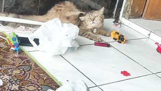cats playing 3
