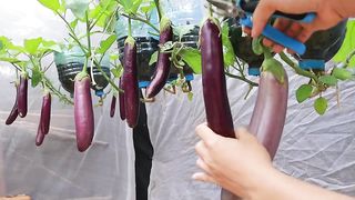 [No garden] The secret from eggs and bananas to grow eggplants hanging upside down