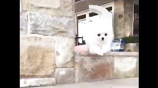 1 Min Dog Funny Part