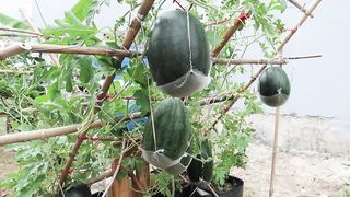 Watermelon is big, sweet and succulent if you grow it this way