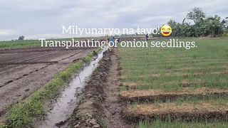 Millionaire na tayo sa sibuyas! Sana nga