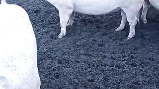 381684630.