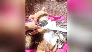 You Laugh You Lose ???? Funniest Cats and Dogs 2023 ???????? Part 7