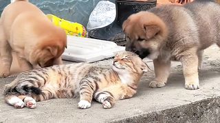 Animals 02