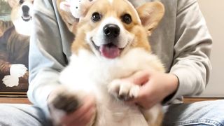 Dog 01