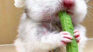 Mouse 6