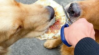 Dogs 02