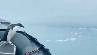 Funny Penguin Viral Video