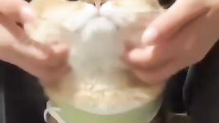 Funny cats Best Funny and Cute Cats VDO #funnypets