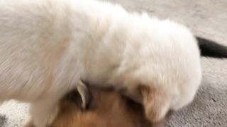 Dogs 03