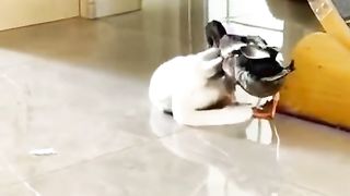Funny Duck Viral Video