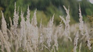 rain 2