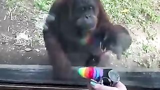 The smartest orangutan ever????