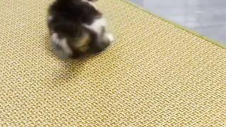Funny cat || Cute Kitten || Funny Pets Compilation Video